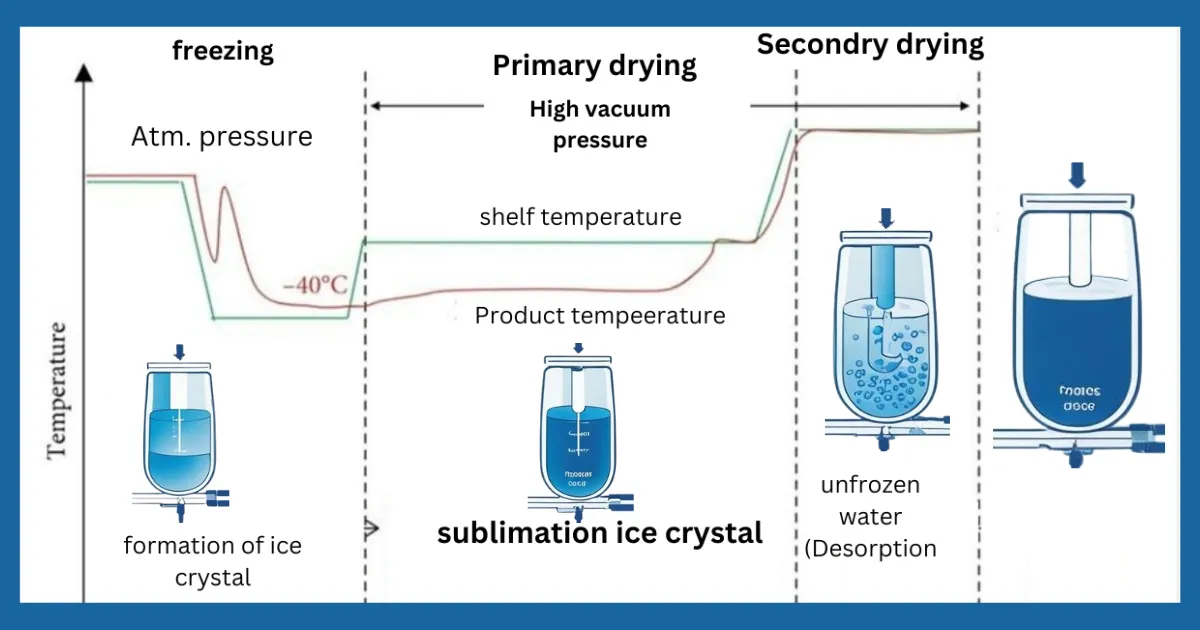 Primary and secondary drying in lyophilization