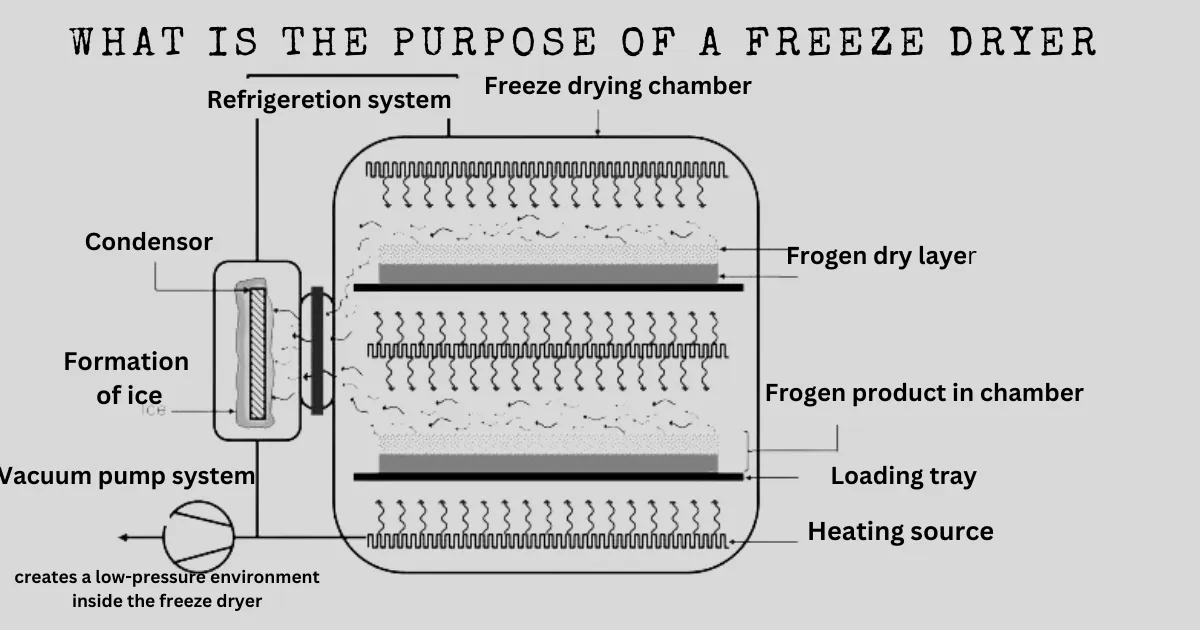 What is the purpose of a freeze dryer